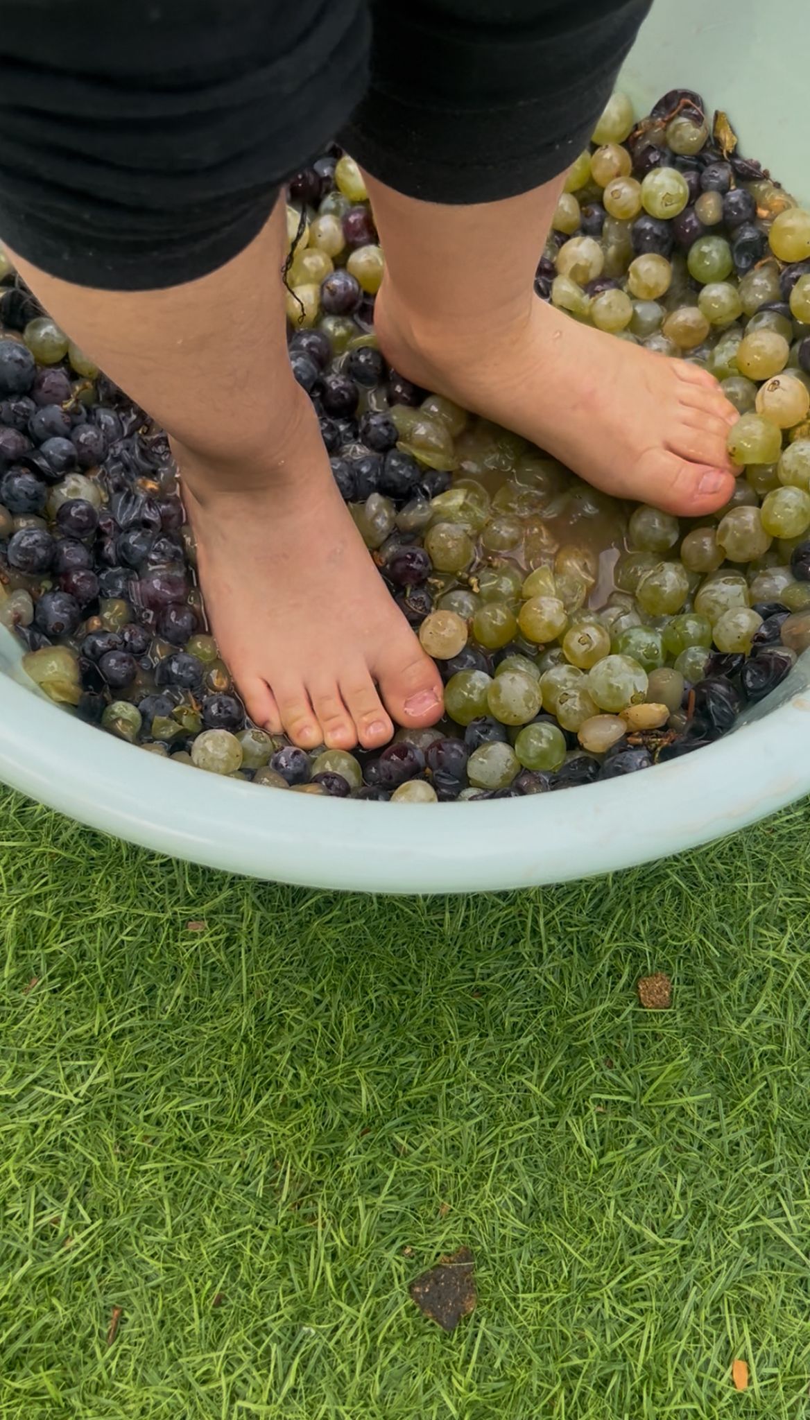 Pés de criança a pisar uvas durante vindimas